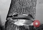 Image of lumbering United States USA, 1937, second 58 stock footage video 65675032221