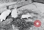 Image of people in rural area United States USA, 1935, second 28 stock footage video 65675032230