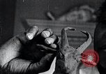 Standbild Afroamerikanische Künstlerin Augusta Savage United States USA, 1937, aus Sekunde 47 historischem Filmmaterial Videoclip 65675032252