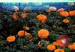 Standbild Marigolds in Bloom Washington DC USA, 1974, aus Sekunde 1 historischem Filmmaterial Videoclip 65675032288