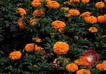 Standbild Marigolds in Bloom Washington DC USA, 1974, aus Sekunde 4 historischem Filmmaterial Videoclip 65675032288