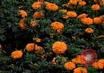 Standbild Marigolds in Bloom Washington DC USA, 1974, aus Sekunde 5 historischem Filmmaterial Videoclip 65675032288