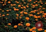 Standbild Marigolds in Bloom Washington DC USA, 1974, aus Sekunde 6 historischem Filmmaterial Videoclip 65675032288