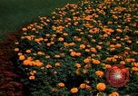 Standbild Marigolds in Bloom Washington DC USA, 1974, aus Sekunde 7 historischem Filmmaterial Videoclip 65675032288