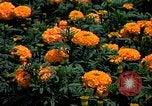 Standbild Marigolds in Bloom Washington DC USA, 1974, aus Sekunde 25 historischem Filmmaterial Videoclip 65675032288