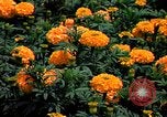 Standbild Marigolds in Bloom Washington DC USA, 1974, aus Sekunde 26 historischem Filmmaterial Videoclip 65675032288