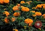 Standbild Marigolds in Bloom Washington DC USA, 1974, aus Sekunde 27 historischem Filmmaterial Videoclip 65675032288