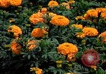 Standbild Marigolds in Bloom Washington DC USA, 1974, aus Sekunde 28 historischem Filmmaterial Videoclip 65675032288