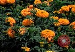 Standbild Marigolds in Bloom Washington DC USA, 1974, aus Sekunde 29 historischem Filmmaterial Videoclip 65675032288