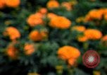 Standbild Marigolds in Bloom Washington DC USA, 1974, aus Sekunde 30 historischem Filmmaterial Videoclip 65675032288