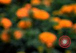 Standbild Marigolds in Bloom Washington DC USA, 1974, aus Sekunde 31 historischem Filmmaterial Videoclip 65675032288