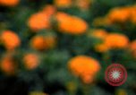 Standbild Marigolds in Bloom Washington DC USA, 1974, aus Sekunde 32 historischem Filmmaterial Videoclip 65675032288