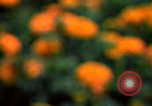 Standbild Marigolds in Bloom Washington DC USA, 1974, aus Sekunde 33 historischem Filmmaterial Videoclip 65675032288
