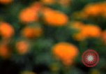 Standbild Marigolds in Bloom Washington DC USA, 1974, aus Sekunde 34 historischem Filmmaterial Videoclip 65675032288