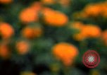 Standbild Marigolds in Bloom Washington DC USA, 1974, aus Sekunde 35 historischem Filmmaterial Videoclip 65675032288