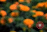 Standbild Marigolds in Bloom Washington DC USA, 1974, aus Sekunde 36 historischem Filmmaterial Videoclip 65675032288