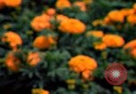 Standbild Marigolds in Bloom Washington DC USA, 1974, aus Sekunde 37 historischem Filmmaterial Videoclip 65675032288