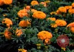 Standbild Marigolds in Bloom Washington DC USA, 1974, aus Sekunde 38 historischem Filmmaterial Videoclip 65675032288