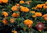 Standbild Marigolds in Bloom Washington DC USA, 1974, aus Sekunde 39 historischem Filmmaterial Videoclip 65675032288