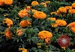 Standbild Marigolds in Bloom Washington DC USA, 1974, aus Sekunde 40 historischem Filmmaterial Videoclip 65675032288