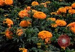 Standbild Marigolds in Bloom Washington DC USA, 1974, aus Sekunde 43 historischem Filmmaterial Videoclip 65675032288