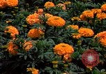 Standbild Marigolds in Bloom Washington DC USA, 1974, aus Sekunde 44 historischem Filmmaterial Videoclip 65675032288