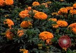 Standbild Marigolds in Bloom Washington DC USA, 1974, aus Sekunde 46 historischem Filmmaterial Videoclip 65675032288