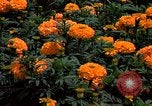 Standbild Marigolds in Bloom Washington DC USA, 1974, aus Sekunde 47 historischem Filmmaterial Videoclip 65675032288