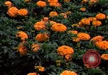 Standbild Marigolds in Bloom Washington DC USA, 1974, aus Sekunde 48 historischem Filmmaterial Videoclip 65675032288