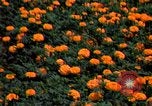 Standbild Marigolds in Bloom Washington DC USA, 1974, aus Sekunde 49 historischem Filmmaterial Videoclip 65675032288