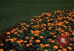 Standbild Marigolds in Bloom Washington DC USA, 1974, aus Sekunde 50 historischem Filmmaterial Videoclip 65675032288