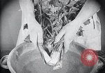 Image of preventing disease and cleansing raw food United States USA, 1922, second 24 stock footage video 65675032295