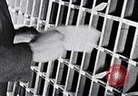 Image of hands performing various jobs late 1930s United States USA, 1937, second 35 stock footage video 65675032298