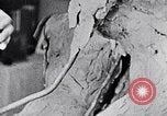 Image of Richmond Barthe designing sculpture New York City USA, 1937, second 46 stock footage video 65675032304