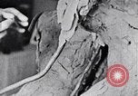 Image of Richmond Barthe designing sculpture New York City USA, 1937, second 48 stock footage video 65675032304