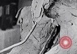 Image of Richmond Barthe designing sculpture New York City USA, 1937, second 56 stock footage video 65675032304