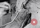 Image of Richmond Barthe designing sculpture New York City USA, 1937, second 61 stock footage video 65675032304