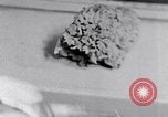 Standbild schwamm Scheibenwischer Schaufel United States USA, 1937, aus Sekunde 12 historischem Filmmaterial Videoclip 65675032310