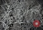 Standbild Stalin Kolchose Landwirte Frühjahrspflanzung Rostov Russland, 1947, aus Sekunde 23 historischem Filmmaterial Videoclip 65675032352