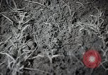 Standbild Stalin Kolchose Landwirte Frühjahrspflanzung Rostov Russland, 1947, aus Sekunde 24 historischem Filmmaterial Videoclip 65675032352