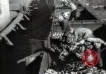 Standbild Rübenkolchose  Kiew Ukraine, 1947, aus Sekunde 7 historischem Filmmaterial Videoclip 65675032359