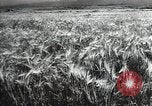 Standbild Sowjetische Bauern ernten Turkmenistan, 1949, aus Sekunde 8 historischem Filmmaterial Videoclip 65675032367