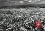 Standbild Sowjetische Bauern ernten Turkmenistan, 1949, aus Sekunde 9 historischem Filmmaterial Videoclip 65675032367