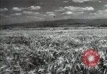 Standbild Sowjetische Bauern ernten Turkmenistan, 1949, aus Sekunde 10 historischem Filmmaterial Videoclip 65675032367