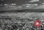 Standbild Sowjetische Bauern ernten Turkmenistan, 1949, aus Sekunde 11 historischem Filmmaterial Videoclip 65675032367