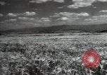 Standbild Sowjetische Bauern ernten Turkmenistan, 1949, aus Sekunde 12 historischem Filmmaterial Videoclip 65675032367