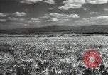 Standbild Sowjetische Bauern ernten Turkmenistan, 1949, aus Sekunde 13 historischem Filmmaterial Videoclip 65675032367