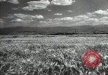 Standbild Sowjetische Bauern ernten Turkmenistan, 1949, aus Sekunde 16 historischem Filmmaterial Videoclip 65675032367