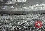 Standbild Sowjetische Bauern ernten Turkmenistan, 1949, aus Sekunde 17 historischem Filmmaterial Videoclip 65675032367