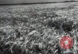 Standbild Sowjetische Bauern ernten Turkmenistan, 1949, aus Sekunde 22 historischem Filmmaterial Videoclip 65675032367